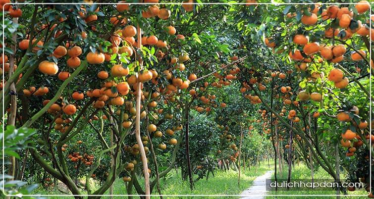 địa điểm du lịch bến tre miệt vườn cái mơn