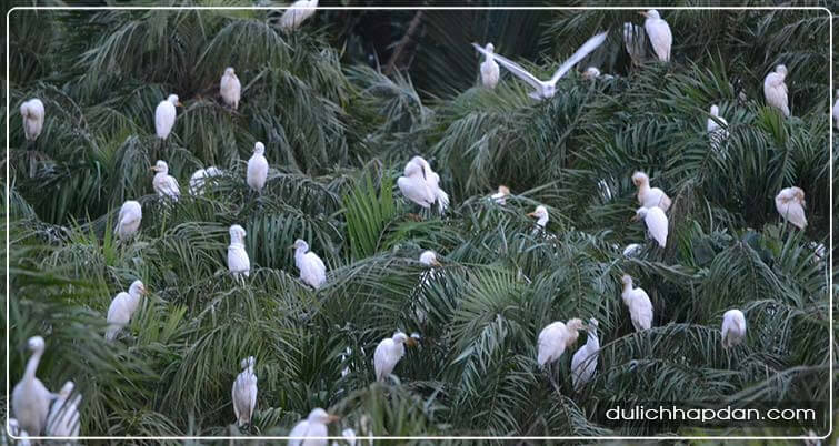 địa điểm du lịch bến tre sân chim vàm hồ